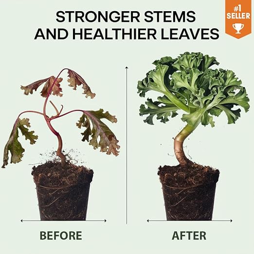 CAULIFLOWER Plants