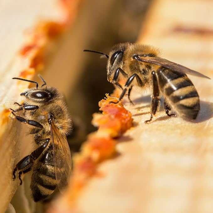__DEFAULT__