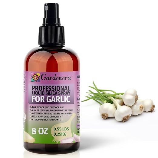 GARLIC Plants