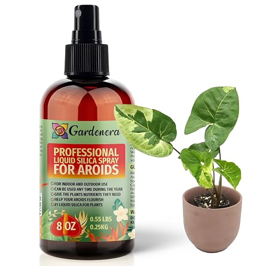 AROIDS Plants