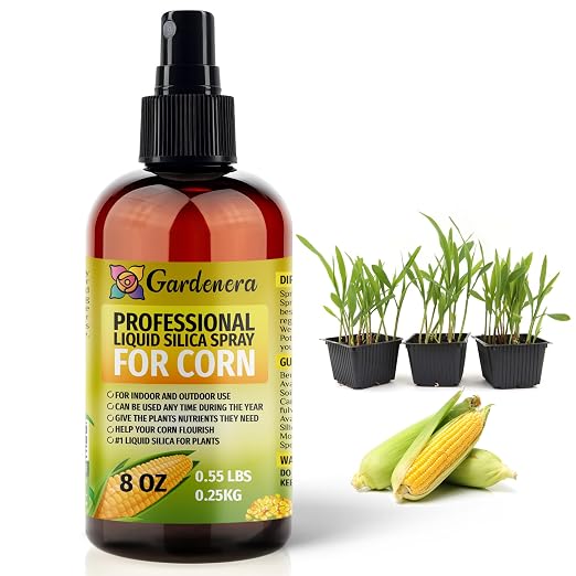 CORN Plants