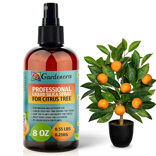 CITRUS TREE Plants