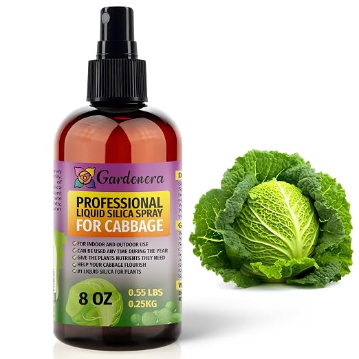 CABBAGE Plants