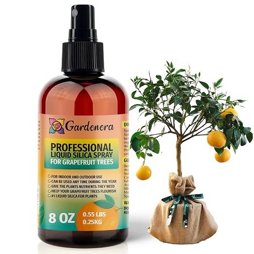 GRAPEFRUIT TREES Plants