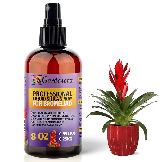 BROMELIAD Plants