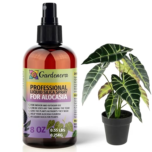 ALOCASIA Plants