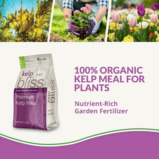 Kelp Bliss (1lb)