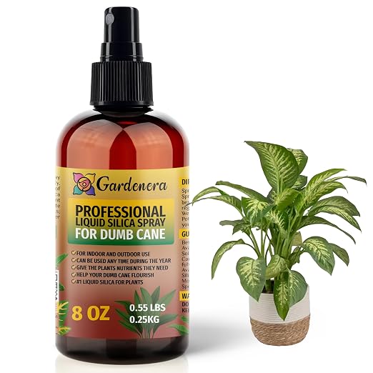DUMB CANE Plants