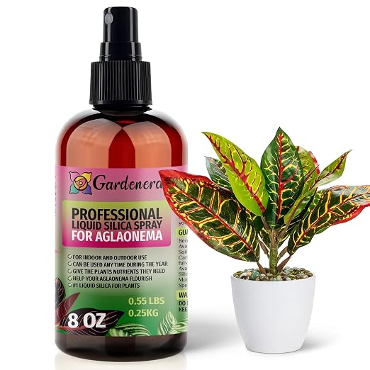 AGLAONEMA Plants
