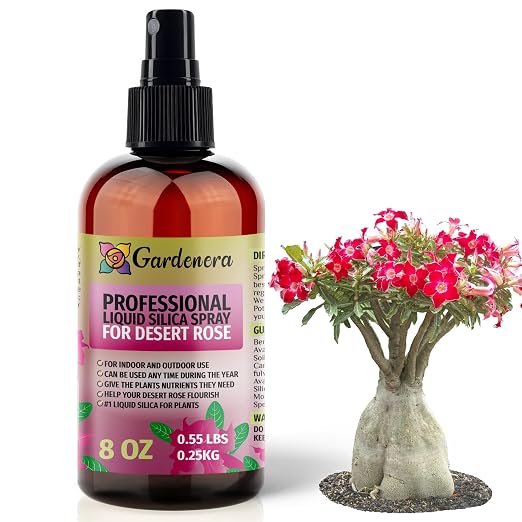DESERT ROSE Plants